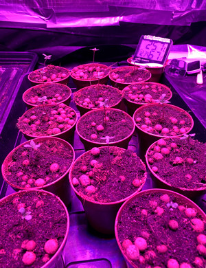 Ростки под фитолампой