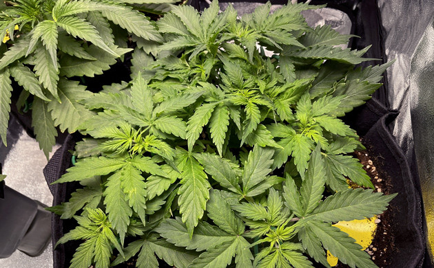 Густой приземистый куст