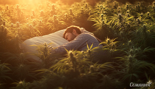 Как терпеновый профиль влияет на сон Как каннабис помогает при бессоннице