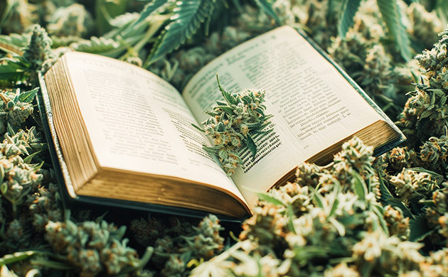 Хемотип и хемовар: классификация по активным веществам Терпены и флавоноиды в классификации каннабиса