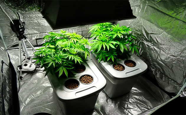 Выращивание каннабиса в гидропонике