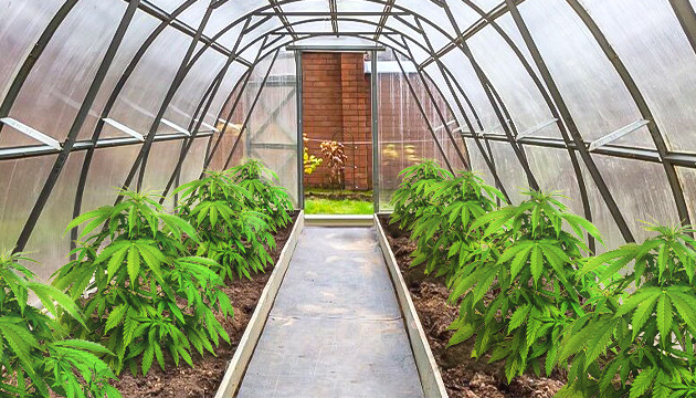 Выращивание конопли в теплице