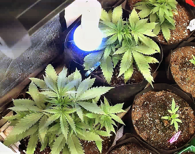 3 неделя выращивания