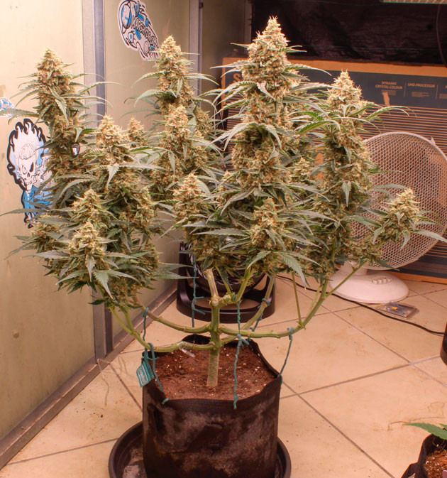 10 неделя выращивания марихуаны