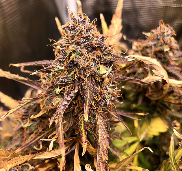 Окончание подкормки и промывка конопли Кусты Critical Kush Auto перед харвестом