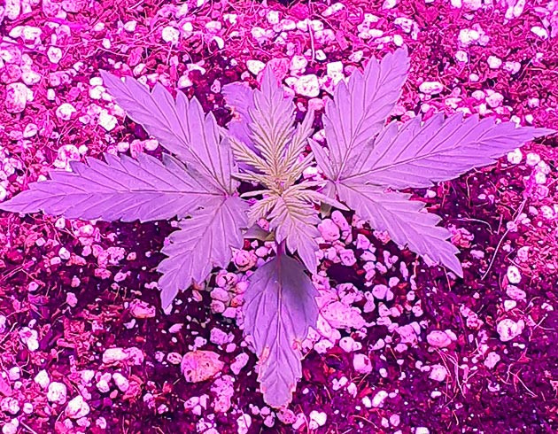 Росток конопли высотой 6 см