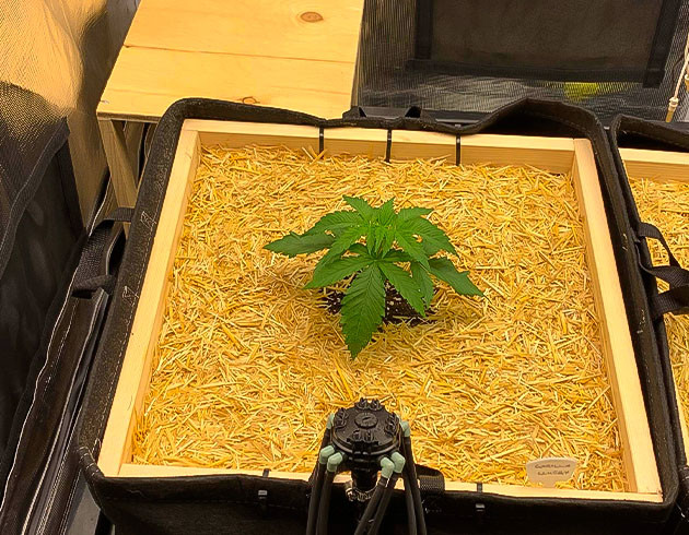 Росток Gorilla Glue #4 на 3 неделе выращивания