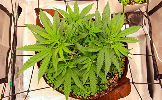 Стимуляция роста куста Sugar Bomb Punch