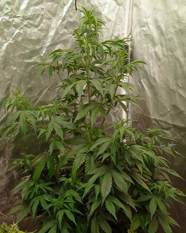 Стимуляция цветения сорта White Widow Auto Перевод на цветение растения White Widow Auto