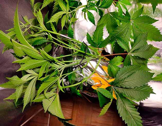 4 неделя выращивания Strawberry Amnesia