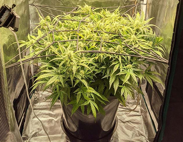 Явный запах на 8 неделе выращивания Кусты на 8 неделе выращивания