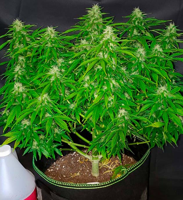 Шишки на кусте с оранжевыми стигмами