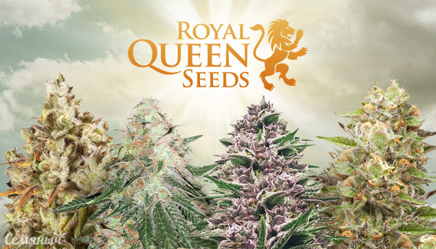 Лучшие сорта конопли от Royal Queen Seeds