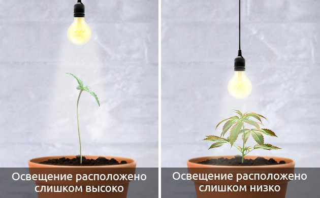 Качество освещения ростков каннабиса