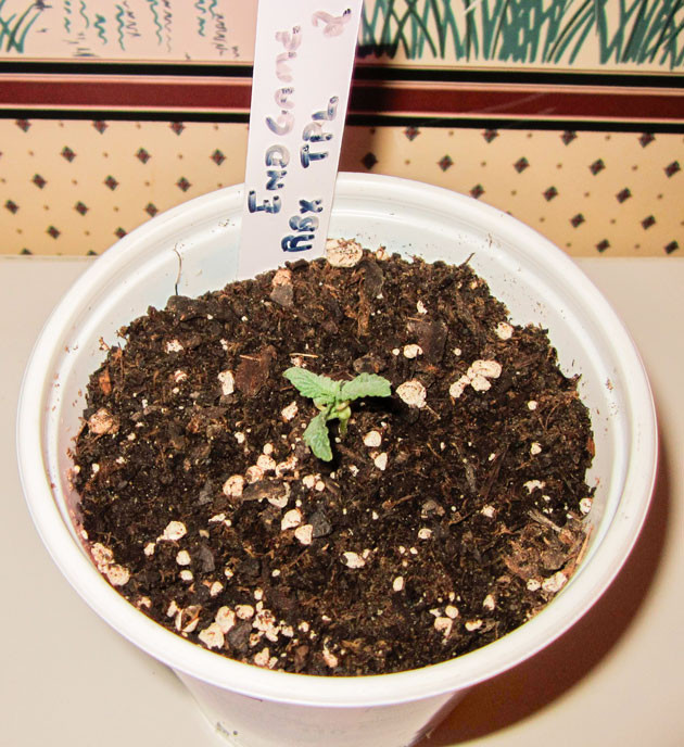 Росток сорта End Game R2