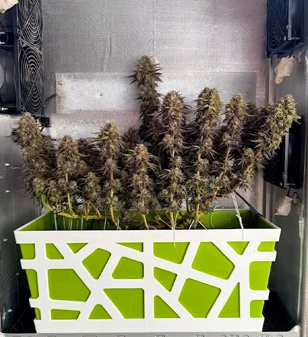 Куст марихуаны на поздней стадии роста