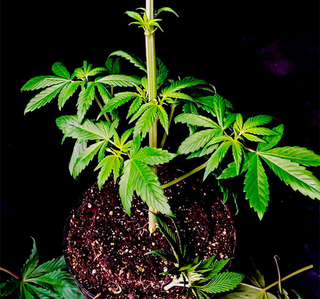 Тренировка растения Sweet Cherry Pie