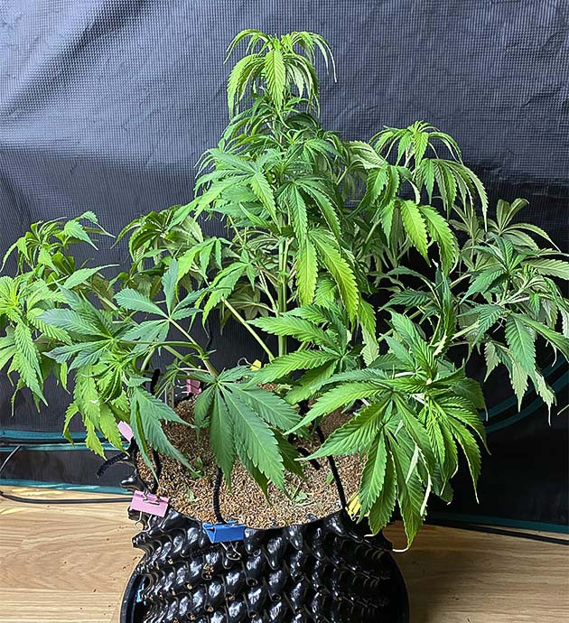 Состав питптельной смеси при выращивании Gorilla Glue #4