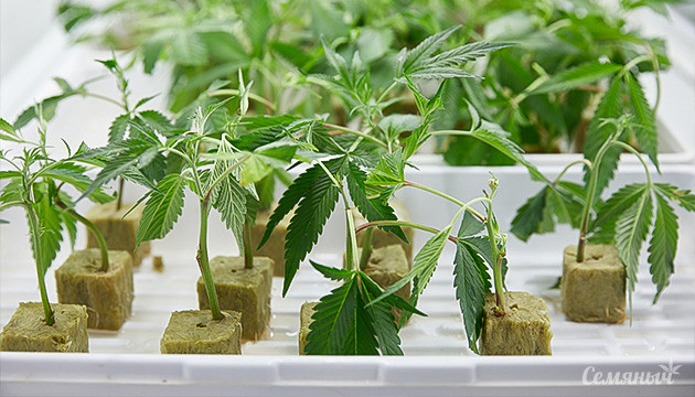 5 ошибок при клонировании конопли и как их избежать