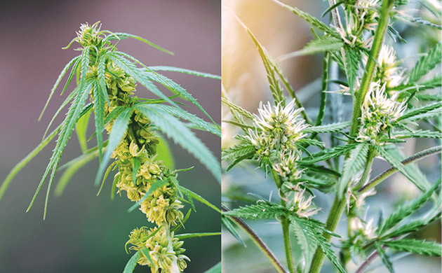 Цветение мужской и женской конопли Внешний вид мужских и женских соцветий каннабиса