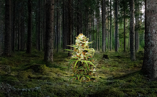 Каннабис в лесу