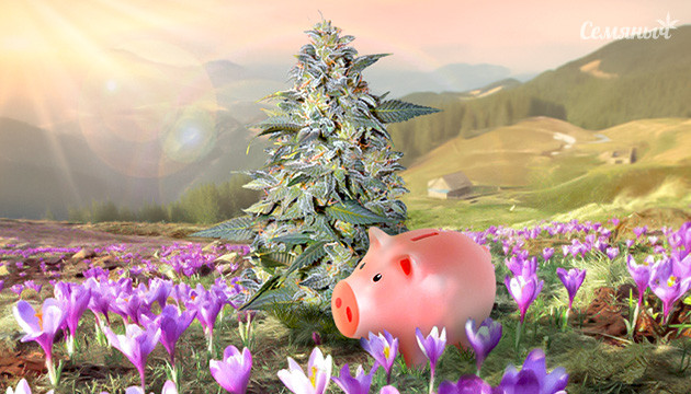 Недорогие сорта сативы