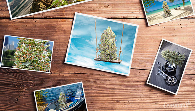 Конопля в отпуске