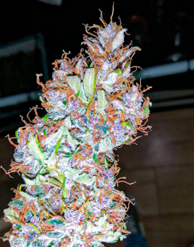 Шишки Original Auto Skunk Харвест на 12 неделе выращивания