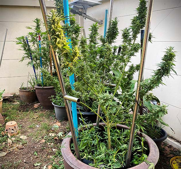 Подкормка конопли гуано