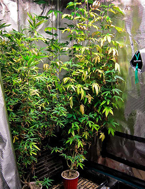 Пророст семян сорта DDoS #33 Проращивание семян конопли DDoS #33