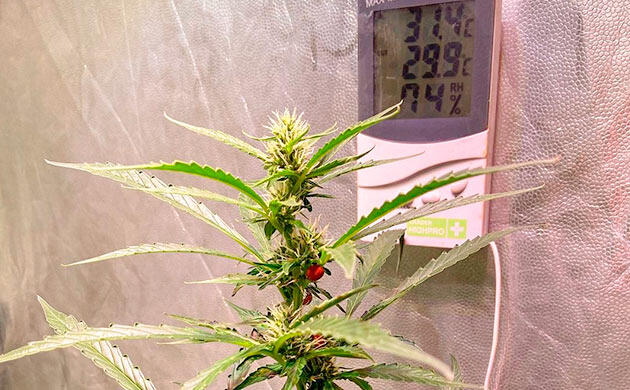 Термометр и гигрометр для грова: контроль температуры и влажности