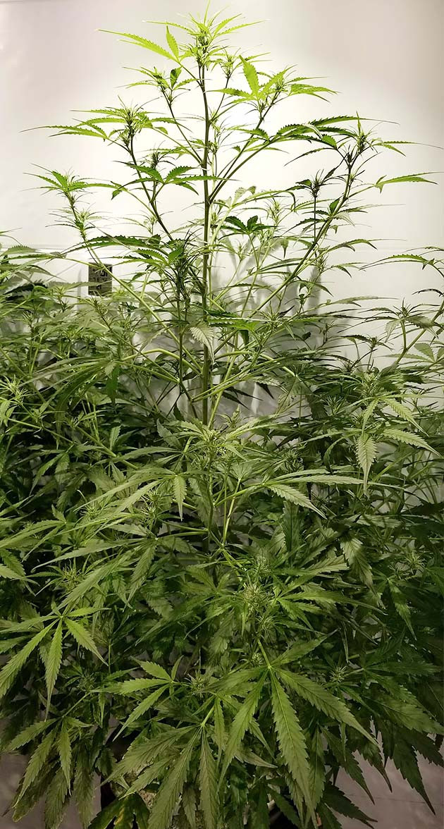 Последняя неделя веги растишки West Coast OG