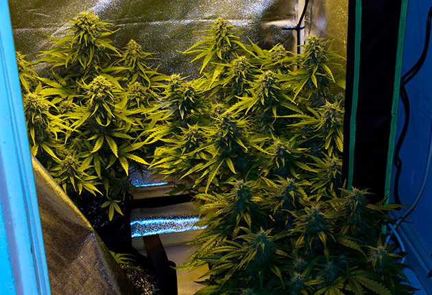 Цветущие кусты в гроубоксе