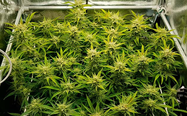 Куст конопли высотой 66 см