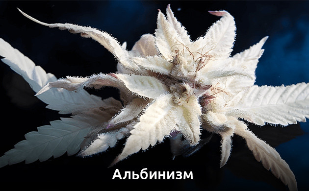 Вид мутации каннабиса Альбинизм конопли