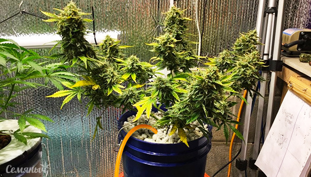 Выращивание конопли методом пассивной гидропоники Конопляное ведро