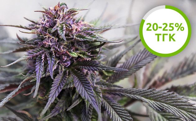Содержание ТГК в фиолетовых сортах марихуаны ТГК в фиолетовых сортах