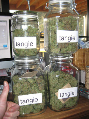 Урожай соцветий Tangie'matic auto