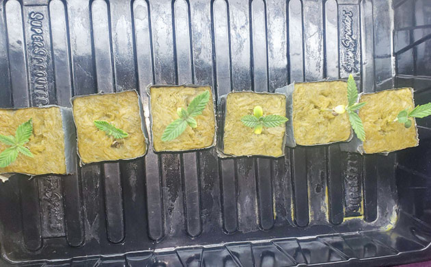 Здоровые саженцы Мимоза Шот на старте