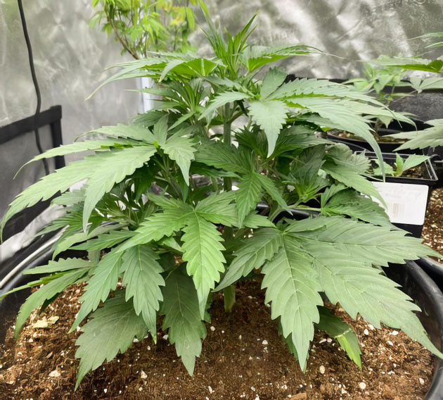 Куст Strawberry Gorilla Auto ростом 10 см