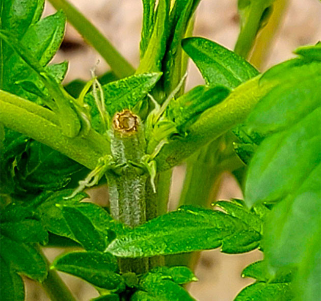 Куст Sweet Zenzation XL Auto на 3 неделе