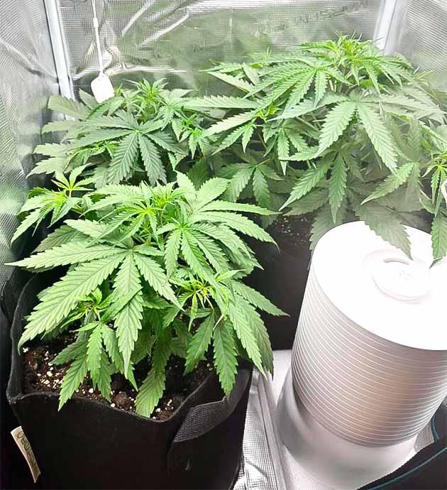 4 неделя выращивания марихуаны