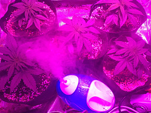 Выращивание марихуаны Gorilla Auto fem от Семяныча в гроубоксе Ростки марихуаны Gorilla Auto в гроубоксе