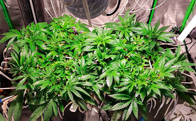 Неделя 6: предцветение развитие листьев куста Bubba Island Kush