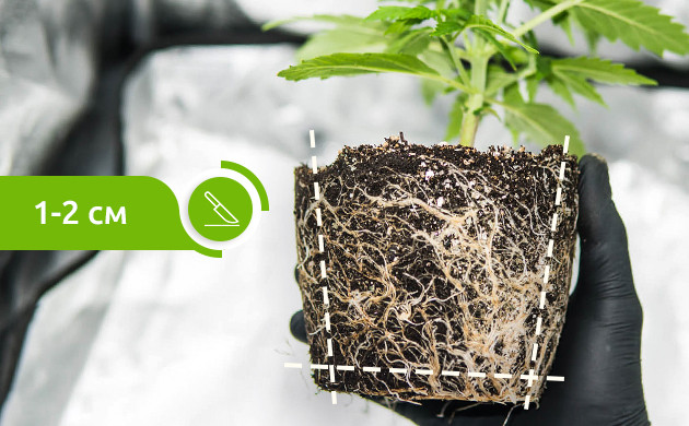 Срезание корней на 1-2 см