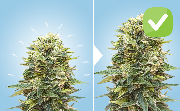 Стрессы конопли для урожайности