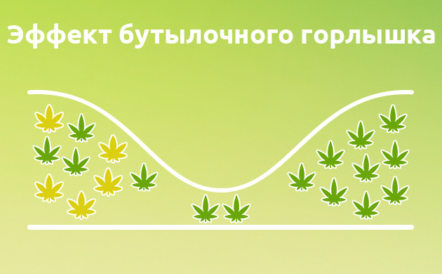 Эффект бутылочного горлышка в генетике конопли