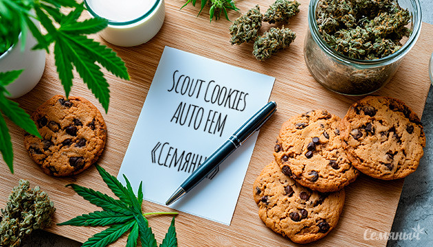 Гроурепорт сорта Scout Cookies Auto от «Семяныча»