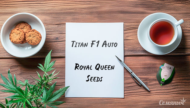 Выращивание сорта марихуаны Titan F1 Auto от Royal Queen Seeds Гроурепорт сорта Titan F1 Auto от Royal Queen Seeds