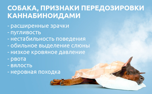 Последствия пассивного курения у собак Негативное признаки передозировки каннабиноидами у собак